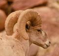 Desert Bighorn Sheep-5978.jpg